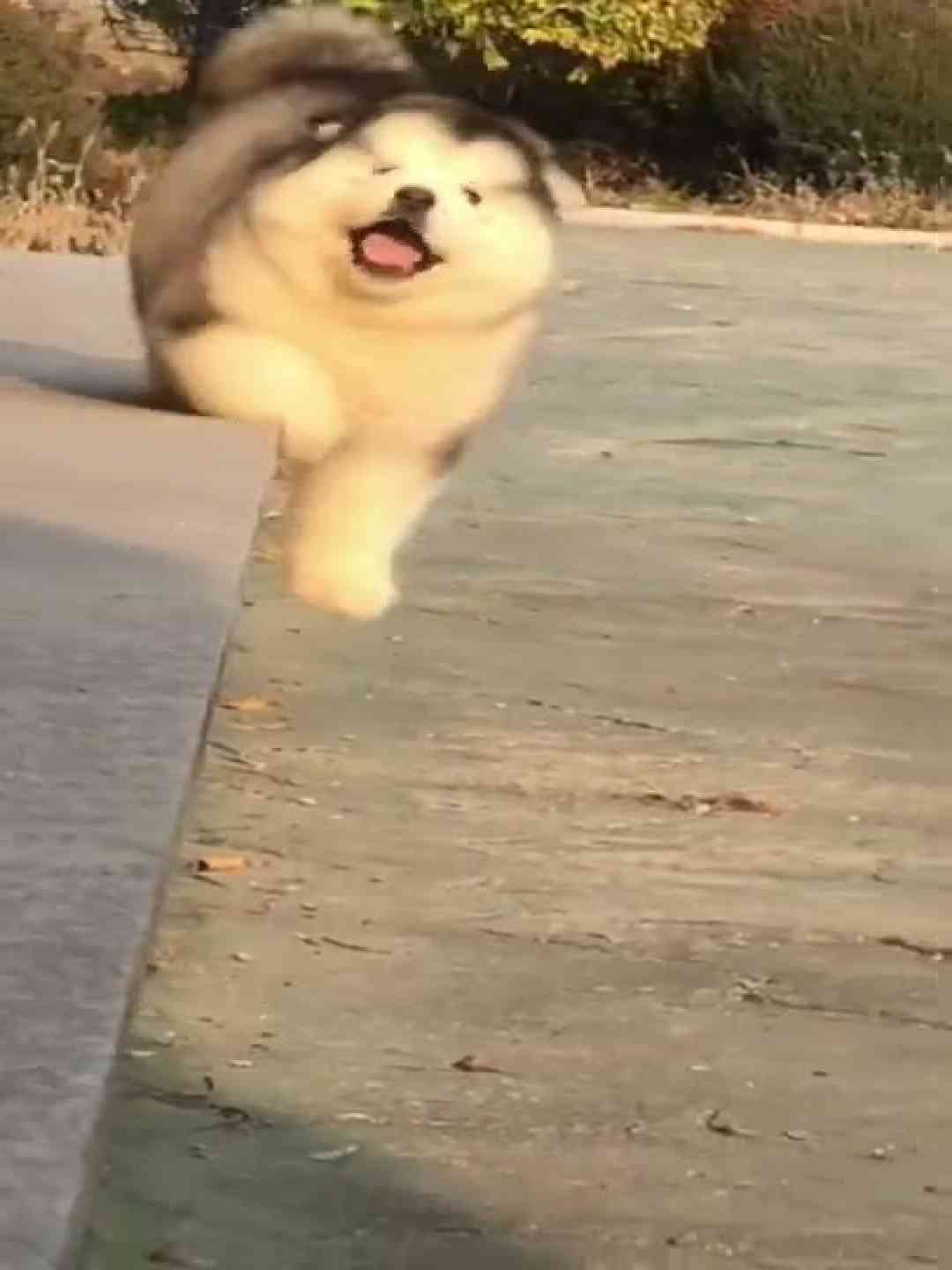 Funny cute Puppy falling down